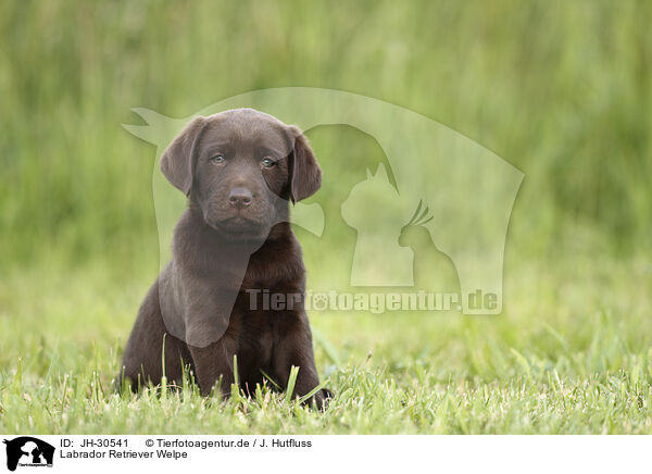 Labrador Retriever Welpe / Labrador Retriever Puppy / JH-30541