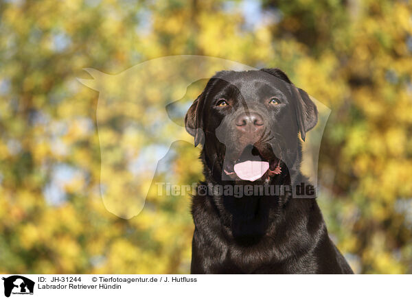 Labrador Retriever Hndin / female Labrador Retriever / JH-31244