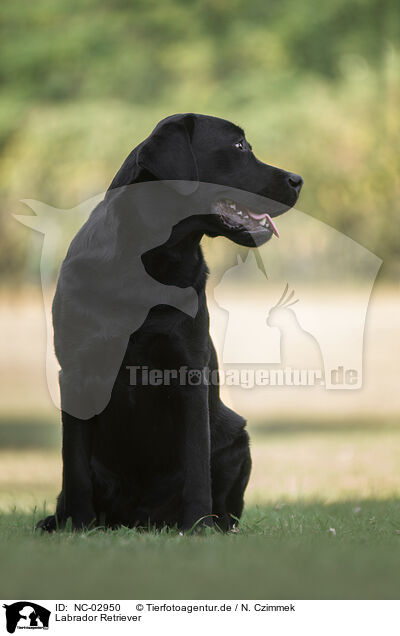 Labrador Retriever / NC-02950