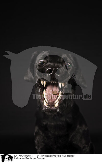 Labrador Retriever Portrait / MAH-03647