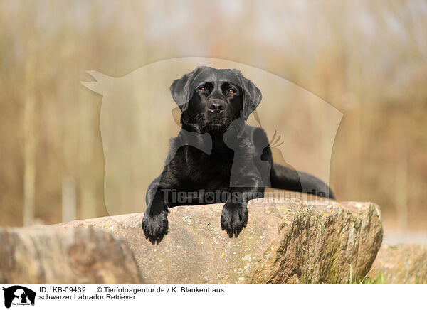 schwarzer Labrador Retriever / KB-09439