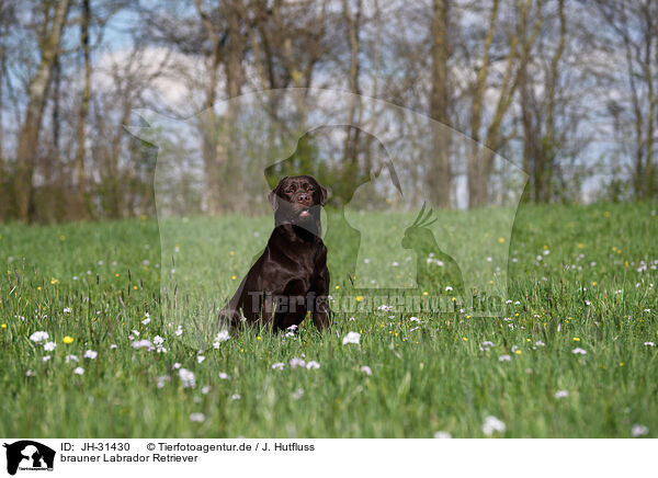 brauner Labrador Retriever / JH-31430
