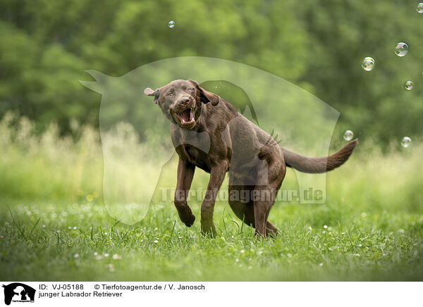 junger Labrador Retriever / young Labrador Retriever / VJ-05188