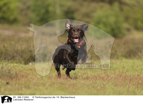 Labrador Retriever / Labrador Retriever / KB-11094