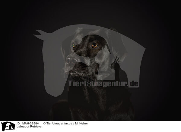 Labrador Retriever / MAH-03984