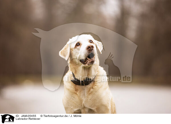 Labrador Retriever / Labrador Retriever / JAM-05455