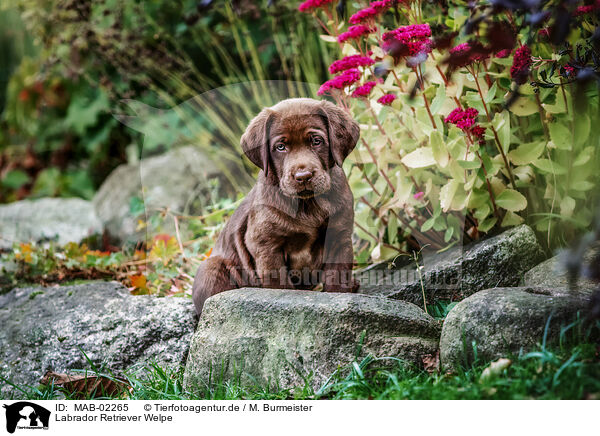Labrador Retriever Welpe / Labrador Retriever Puppy / MAB-02265