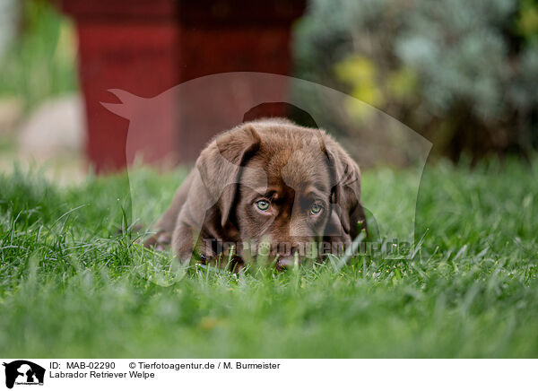 Labrador Retriever Welpe / Labrador Retriever Puppy / MAB-02290