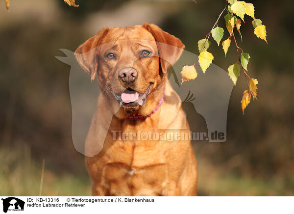 redfox Labrador Retriever / redfox Labrador Retriever / KB-13316