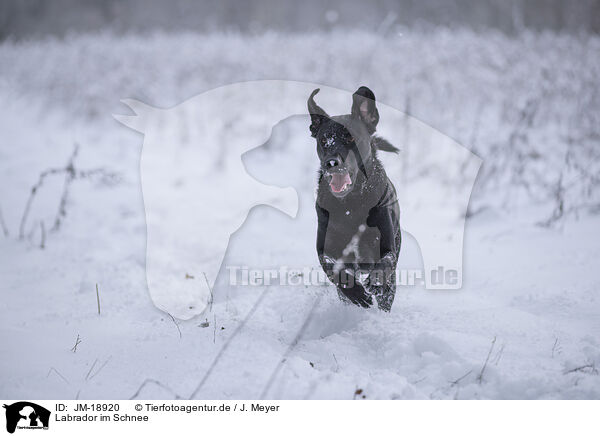 Labrador im Schnee / Labrador in snow / JM-18920