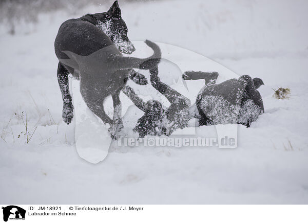 Labrador im Schnee / Labrador in snow / JM-18921