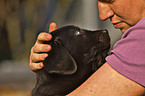 Labrador Retriever Welpe