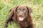 Labrador Retriever Welpe