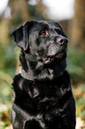 alter Labrador Retriever