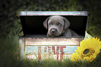 Labrador Retriever Welpe in einer Kiste