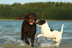 Labrador Retriever und Parson Russell Terrier