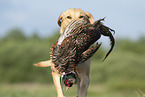 Labrador Retriever apportiert Fasan