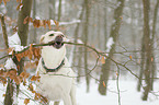 Labrador Retriever im Schnee