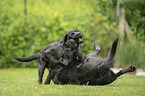 2 spielende Labrador Retriever