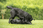 2 spielende Labrador Retriever