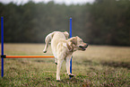 blonder Labrador Retriever