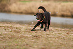 Labrador Retriever Rde