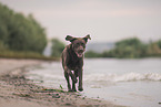 Labrador Retriever am Strand