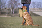 Labrador Retriever im Training