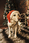 Labrador Retriever an Weihnachten