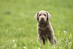 Labrador Retriever Welpe