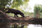 schwarzer Labrador Welpe