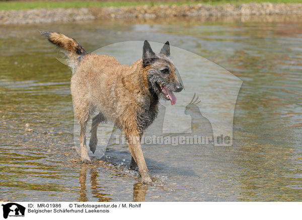 Belgischer Schferhund Laekenois / MR-01986