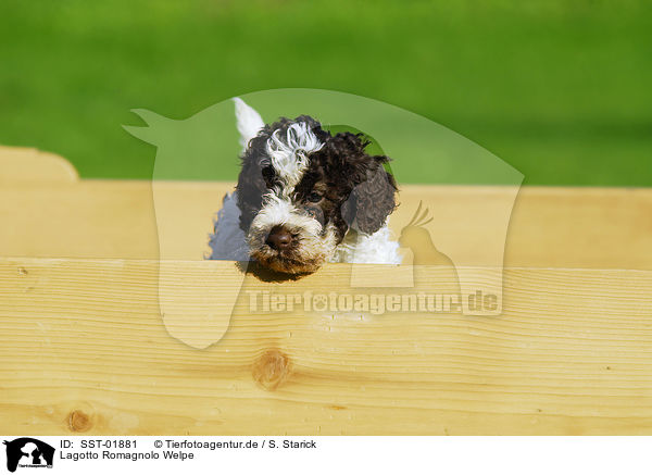 Lagotto Romagnolo Welpe / puppies / SST-01881
