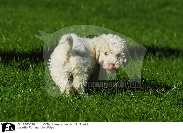 Lagotto Romagnolo Welpe / puppy / SST-02011