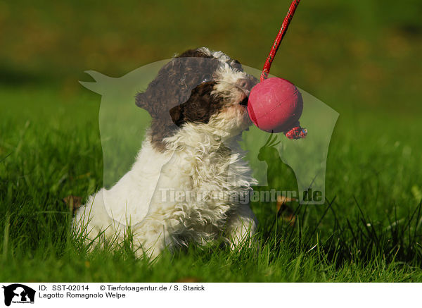 Lagotto Romagnolo Welpe / puppy / SST-02014