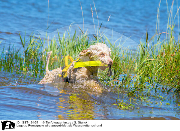 Lagotto Romagnolo wird ausgebildet als Wasserrettungshund / Lagotto Romagnolor is trained as a water rescue dog / SST-19165