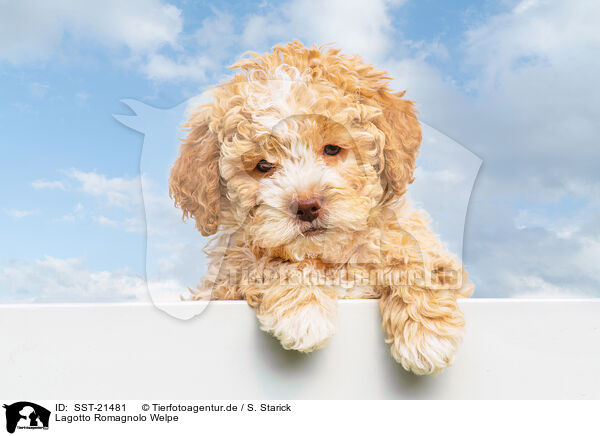 Lagotto Romagnolo Welpe / SST-21481