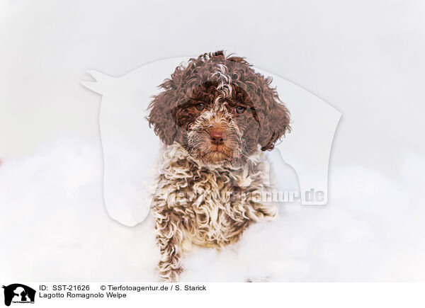 Lagotto Romagnolo Welpe / SST-21626