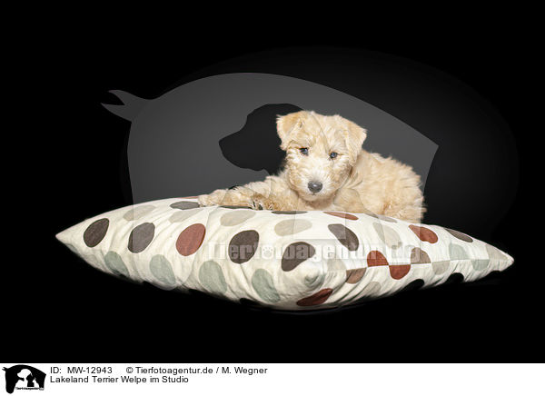 Lakeland Terrier Welpe im Studio / MW-12943
