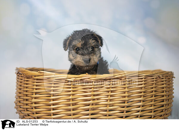 Lakeland Terrier Welpe / ALS-01253