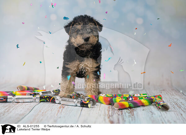 Lakeland Terrier Welpe / ALS-01255