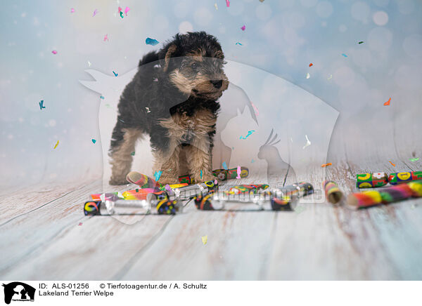 Lakeland Terrier Welpe / ALS-01256