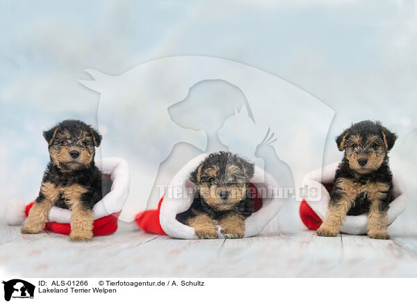 Lakeland Terrier Welpen / ALS-01266
