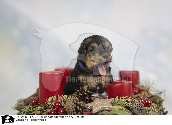 Lakeland Terrier Welpe / ALS-01272