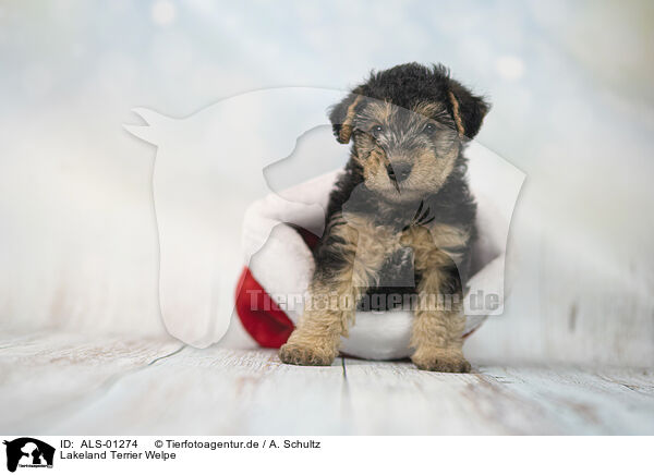 Lakeland Terrier Welpe / ALS-01274