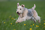 rennender Lakeland Terrier