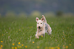 rennender Lakeland Terrier