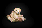 Lakeland Terrier Welpe im Studio