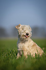 Lakeland Terrier auf der Wiese