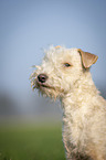 Lakeland Terrier auf der Wiese